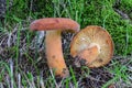 A pair of Lactarius volemus