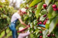 pair on a ladder picking cherries in an orchard Royalty Free Stock Photo