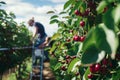 pair on a ladder picking cherries in an orchard Royalty Free Stock Photo