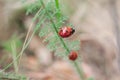A pair of ladybirds on the grass Royalty Free Stock Photo