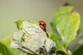 Pair of ladybugs having sex on a leaf as couple in close-up to create the next generation of plant louse killers Royalty Free Stock Photo