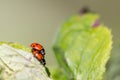 Pair of ladybugs having sex on a leaf as couple in close-up to create the next generation of plant louse killers