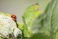 Pair of ladybugs having sex on a leaf as couple in close-up to create the next generation of plant louse killers