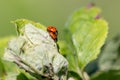 Pair of ladybugs having sex on a leaf as couple in close-up to create the next generation of plant louse killers