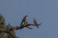 pair of lagger falcon in the wildlife, falcon on the tree in blur blue background