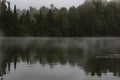 Pair lake loons gliding through a lake bay Royalty Free Stock Photo