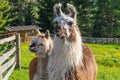 Pair of lamas in the mountains, south tyrol, Italy