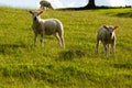 Pair of lambs looking at you Royalty Free Stock Photo