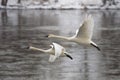 Pair of Landing Swans Royalty Free Stock Photo