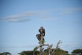 Pair of Lappet-Face Vulture, Torgos tracheliotus , sitting hi Royalty Free Stock Photo