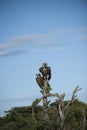 Pair of Lappet-Face Vulture, Torgos tracheliotus , sitting hi Royalty Free Stock Photo