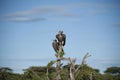 Pair of Lappet-Face Vulture, Torgos tracheliotus , sitting hi Royalty Free Stock Photo