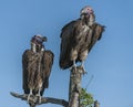 Pair of Lappet-Faced Vulture, Torgos tracheliotus Royalty Free Stock Photo