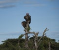 Pair of Lappet-Faced Vulture, Torgos tracheliotus Royalty Free Stock Photo