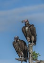 Pair of Lappet-Faced Vulture, Torgos tracheliotus , sitting h Royalty Free Stock Photo