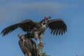 Pair of Lappet-Faced Vulture, Torgos tracheliotus , sitting h Royalty Free Stock Photo