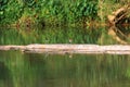 pair of lapwing on rocky riverbanks Royalty Free Stock Photo