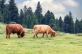 A pair of large adult yaks graze in an alpine pasture in northern Italy