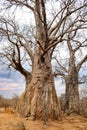 Pair of large baobab trees in lower zambezi national park in zambia