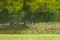 Pair of large black swans waterbird swimming in the lake during Royalty Free Stock Photo