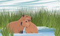 A pair of large capybaras are sitting in a pond. Shore of a pond with tall grass. Rodent of South America