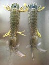 A pair of large fresh mantis prawn or shrimp Royalty Free Stock Photo