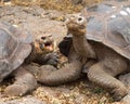 Pair of large Galapagos giant tortoise Royalty Free Stock Photo