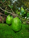 a pair of large green limes hanging from a tree branch