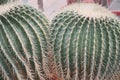Two large green round beautiful cacti close-up, cactus texture with sharp thorns. Cactus garden Royalty Free Stock Photo