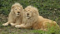 Pair of large lions laying in the grass