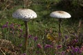 A pair of large parasol mushrooms in heathland