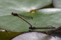 A pair of large red damselflies Pyrrhosoma nymphula mating on a waterlilly leaf on a small pond