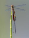 Pair of Large red damselfly copula Royalty Free Stock Photo