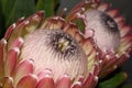 Pair Of Large Susara Protea Flowers Protea susara