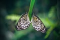 Pair of Large tree nymph butterfly in a leaf Leuconoe`s Idea. Close-up Royalty Free Stock Photo