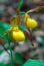 A pair of Large Yellow Lady Slippers in full bloom