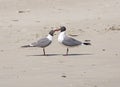 A Pair of Laughing Gulls Nuzzling on a Beach Royalty Free Stock Photo