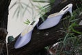 a pair of lavender purple bride\'s slippers on a tree branch