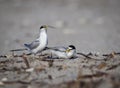Pair of least terns performing mating behavior of the giving of food Royalty Free Stock Photo
