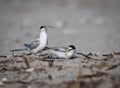 Pair of least terns performing mating behavior of the giving of food