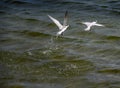 Two Least Terns Taking Flight Royalty Free Stock Photo