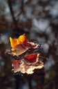 Pair of leaves floating on water