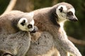 Pair of lemurs Royalty Free Stock Photo