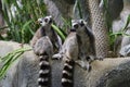 A pair of lemurs from Madagascar sitting Royalty Free Stock Photo