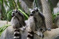 A pair of lemurs from Madagascar sitting Royalty Free Stock Photo