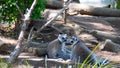 Two Lemurs Royalty Free Stock Photo