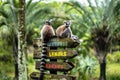 Pair of lemurs sitting on the signboard of a zoo