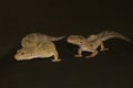 A pair of leopard geckos are getting ready to mate. Royalty Free Stock Photo