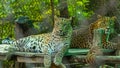 A Pair of Leopard resting