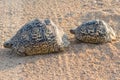 Pair of leopard tortoises Stigmochelys pardalis crossing the road